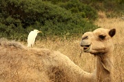 5th Dec 2010 - What did the camel say to the egret?
