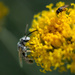 Fuzzy Wuzzy was a bee? by evalieutionspics