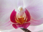 16th May 2016 -  Macro orchid