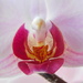  Macro orchid by 365anne
