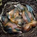 A bundle of baby blackbirds by rubyshepherd