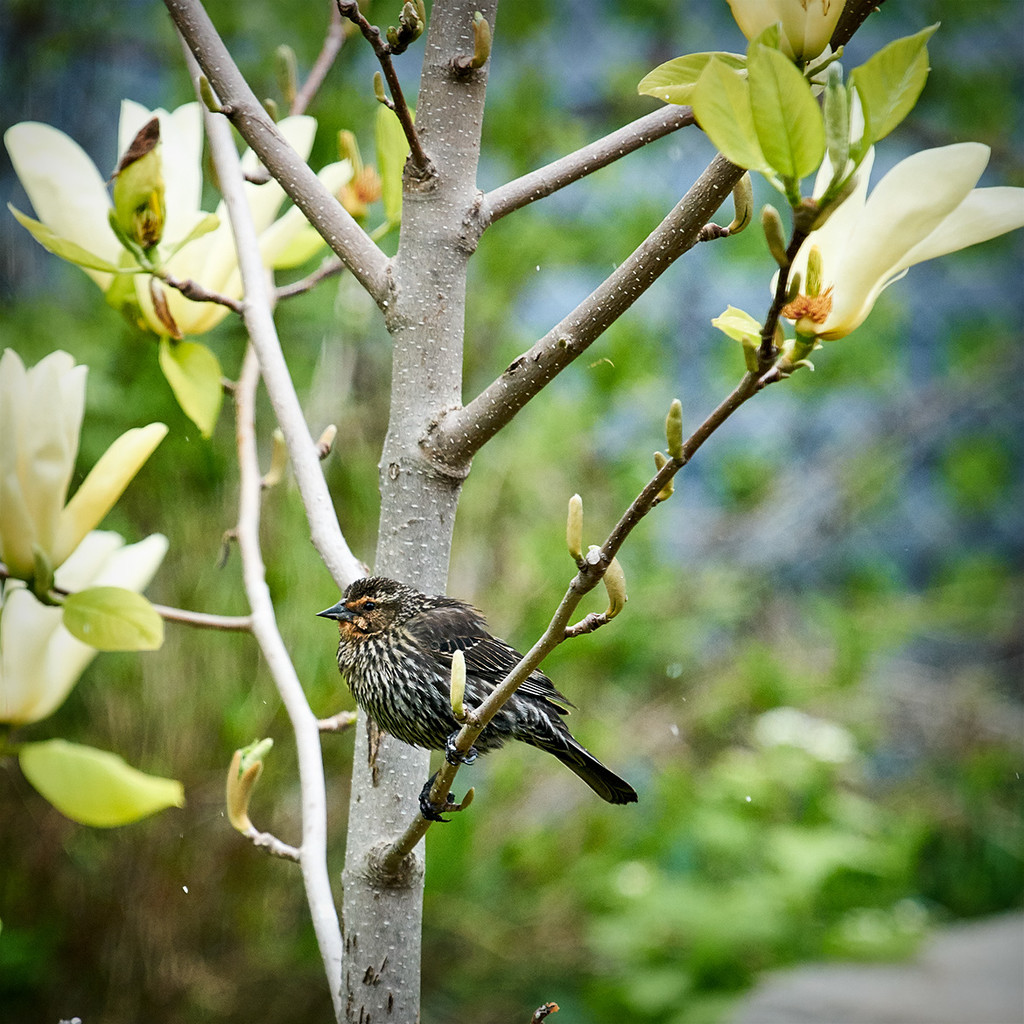 What Bird is sitting in my yellow magnolia tree? by gardencat