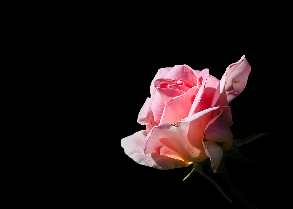 Pink Rose by salza