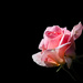 Pink Rose by salza