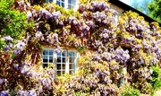 16th May 2016 - Return to 'Winter Wisteria' Cottage