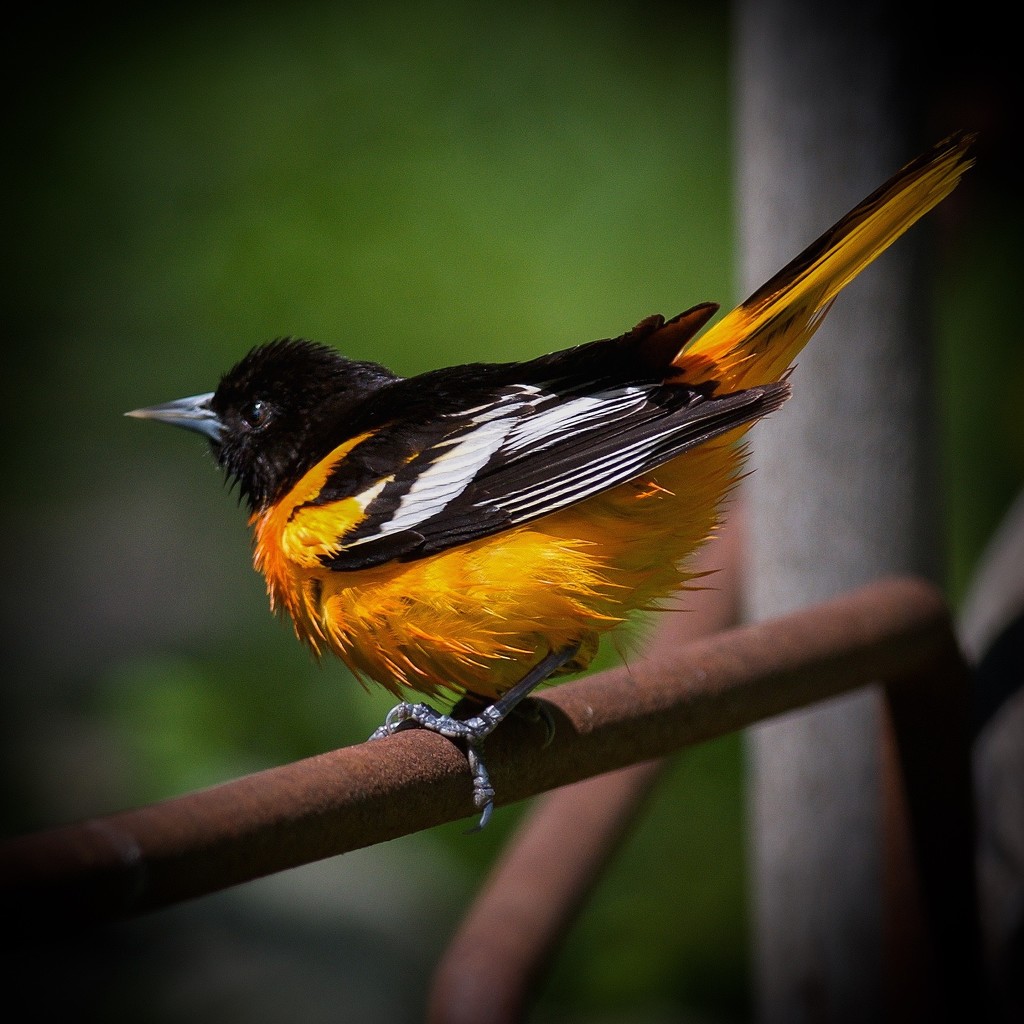 Baltimore Oriole by berelaxed