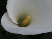 15th May 2016 - Arum Lily