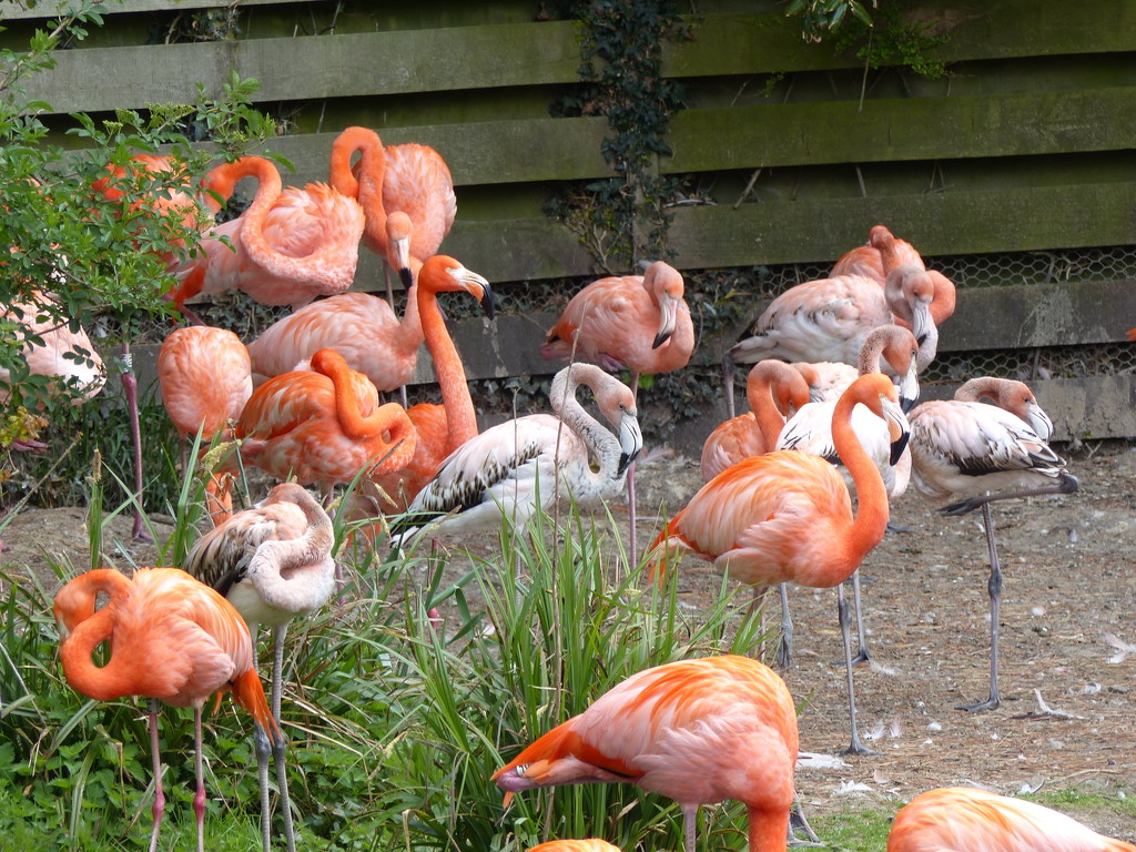 More Caribbean Flamingos  by susiemc