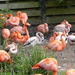 More Caribbean Flamingos  by susiemc