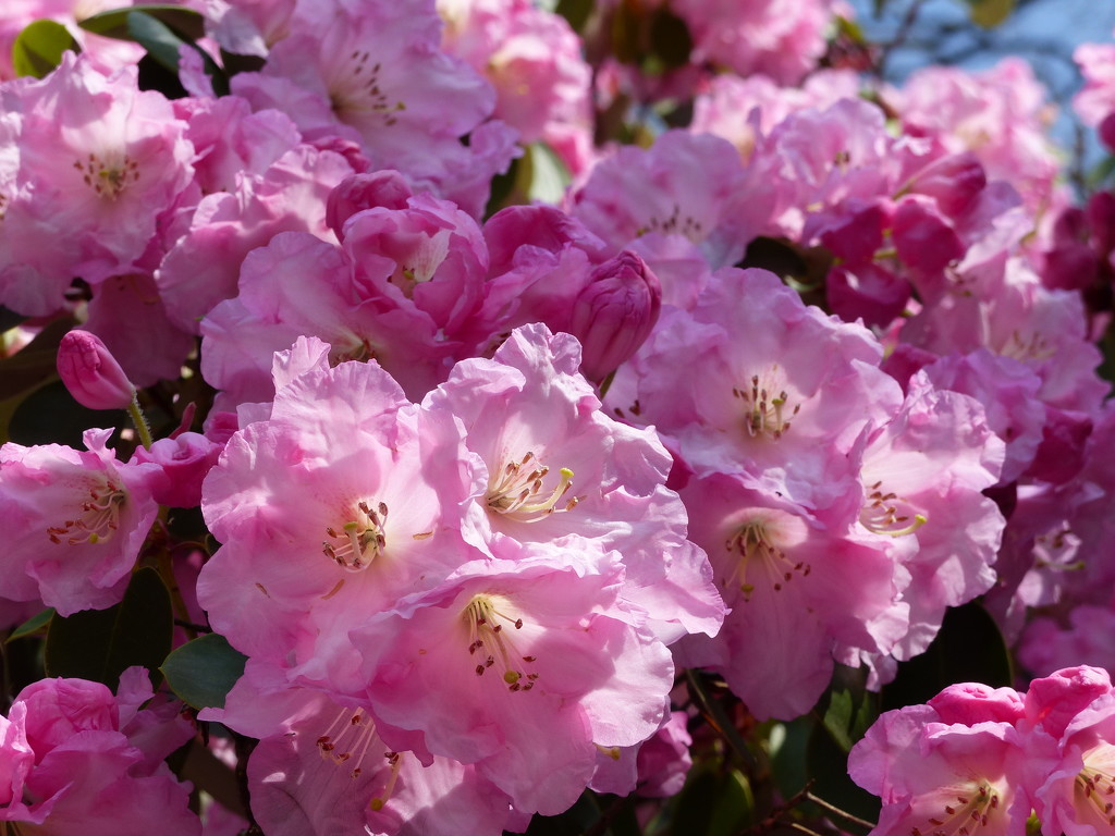 Rhododendron Close-Up by susiemc
