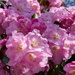 Rhododendron Close-Up by susiemc