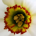 16/05/16 Merlin daffodil by m2016
