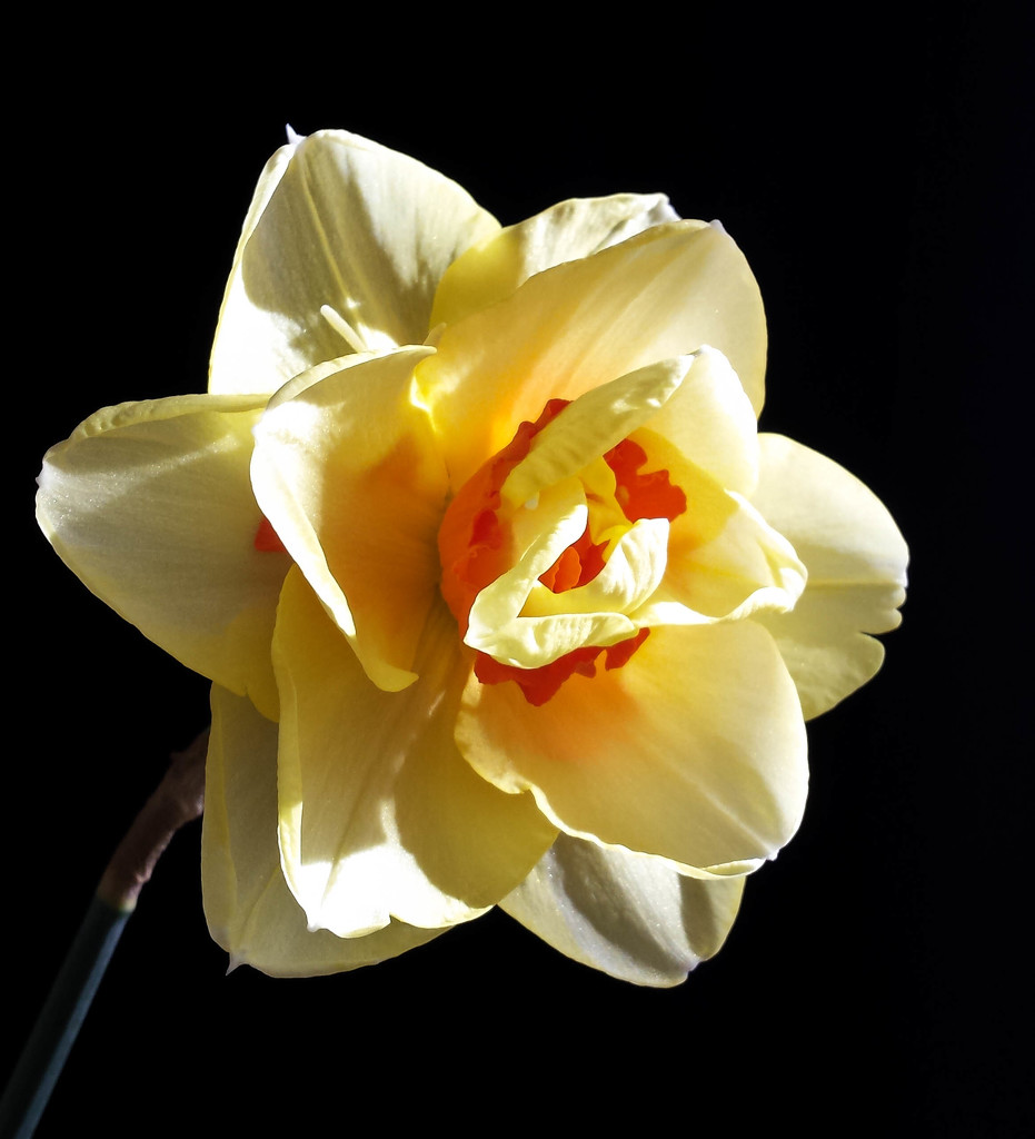 Tahiti daffodil by m2016