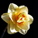Tahiti daffodil by m2016