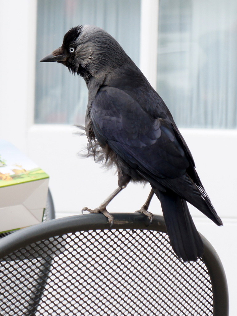 J is for jackdaw by boxplayer