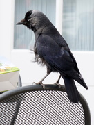 15th May 2016 - J is for jackdaw
