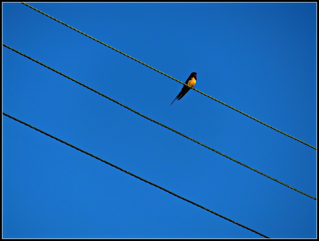 Bird on a wire  by countrylassie