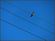 13th May 2016 - Bird on a wire 
