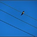Bird on a wire  by countrylassie