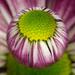 Marblecam Chrysanthemum by jocasta