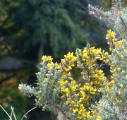 17th May 2016 - Gorse flowers 