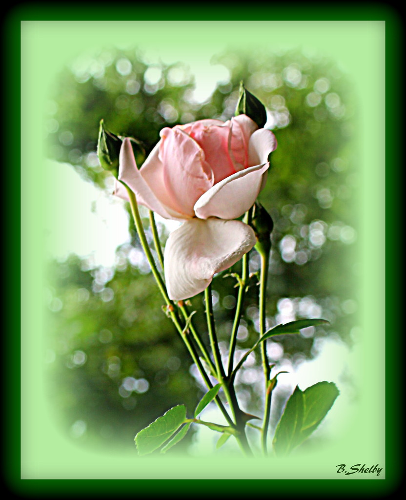 A Budding Rose by vernabeth