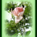 A Budding Rose by vernabeth