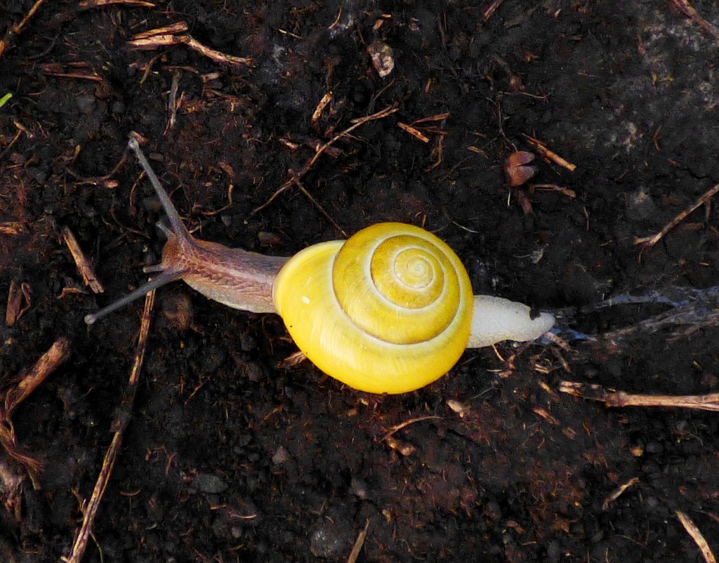 Brown-lipped Snail (Cepaea nemoralis) by julienne1