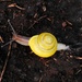 Brown-lipped Snail (Cepaea nemoralis) by julienne1