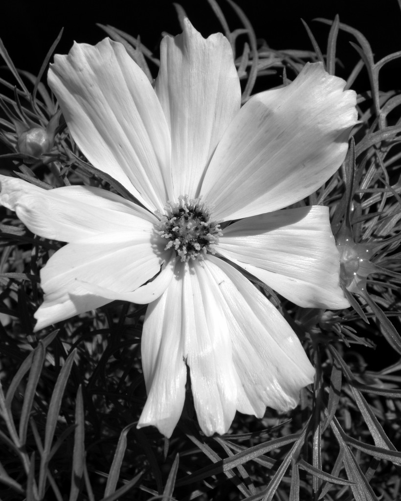 White Cosmos-BW version by daisymiller