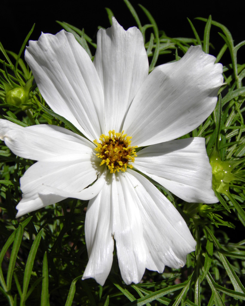 White Cosmos by daisymiller