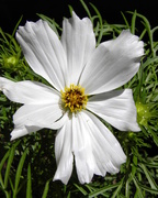 16th May 2016 - White Cosmos