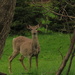 Oh Deer! by radiogirl