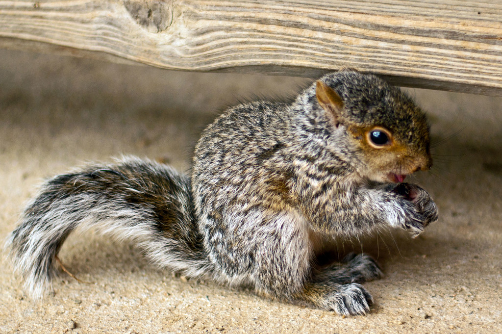 Baby Squirrel by dianen