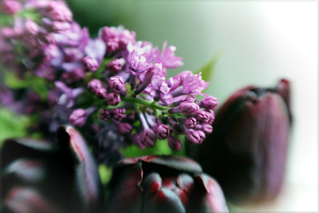 Black Tulips And Lilacs  by paintdipper