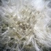 Dandelion puff by susanharvey
