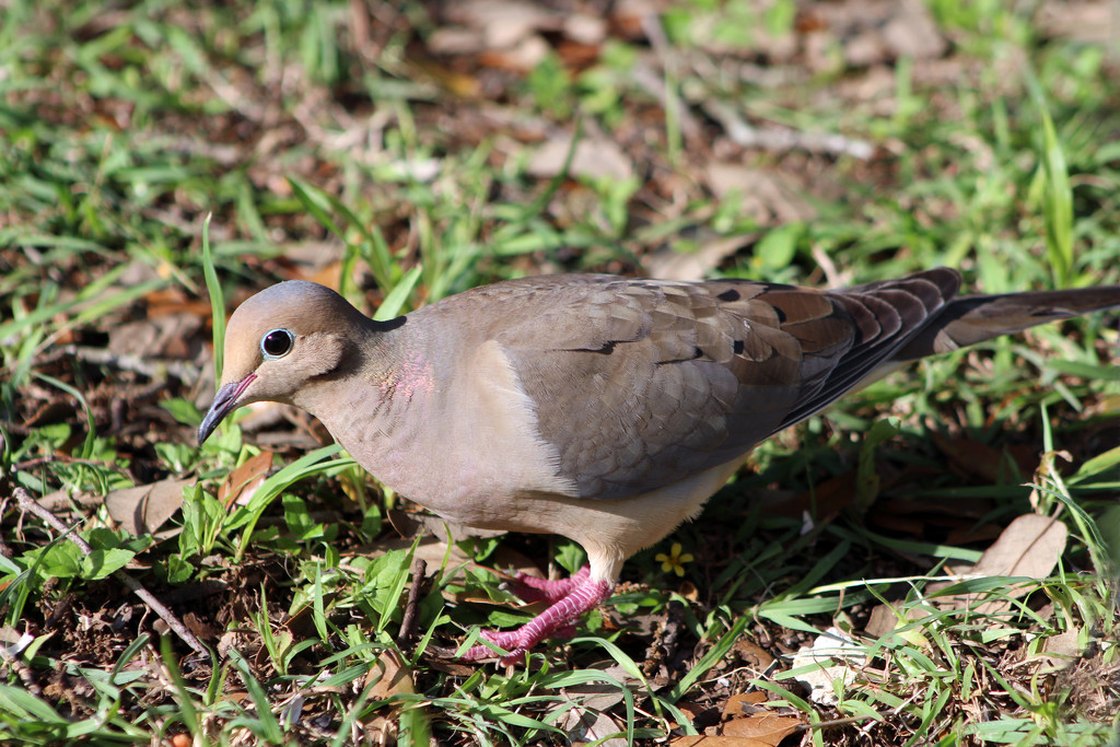 Mourning Dove by gaylewood