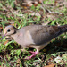 Mourning Dove by gaylewood