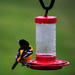 Must Be Miracle Grow in the Feeder by genealogygenie