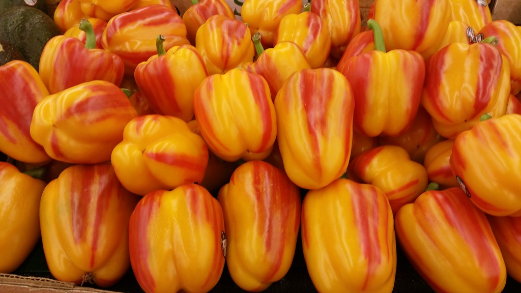 Hybrid Bell Peppers by mariaostrowski