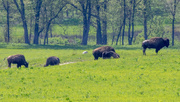 15th May 2016 - Bison Grove
