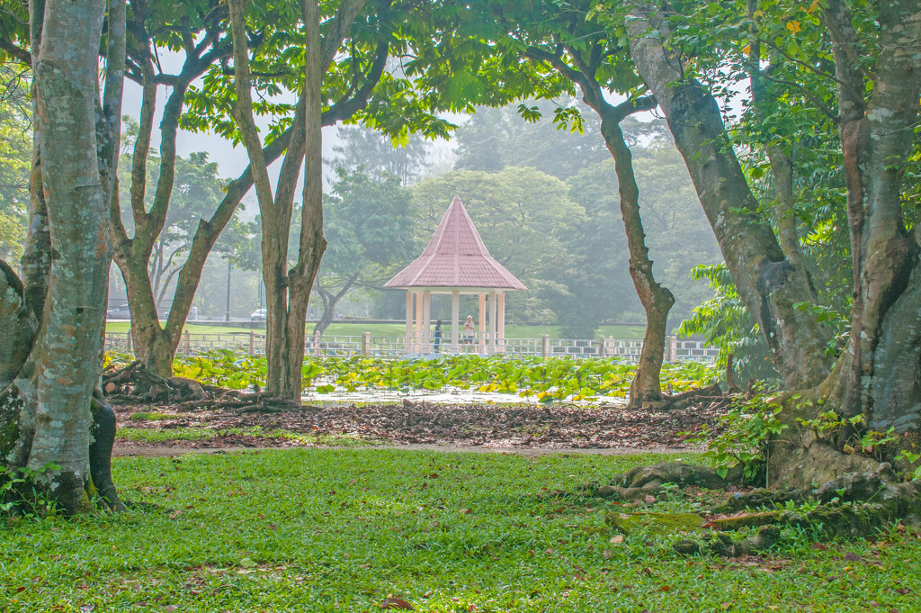 Lotus Pond, Taiping by ianjb21
