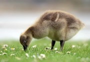 17th May 2016 - Such a cute Gosling.....