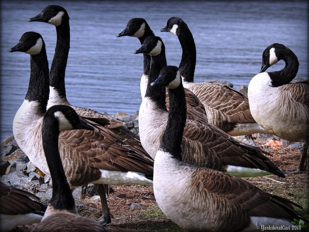 Canadian geese by yorkshirekiwi