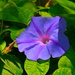 Morning glory by congaree