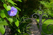 17th May 2016 - Morning glory and iron gate, historic district garden, Charleston, SC