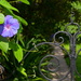 Morning glory and iron gate, historic district garden, Charleston, SC by congaree