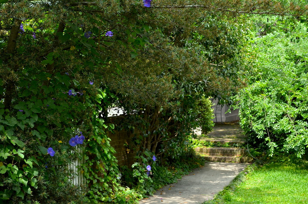 Morning glories and garden, historic district, Charleston, SC by congaree