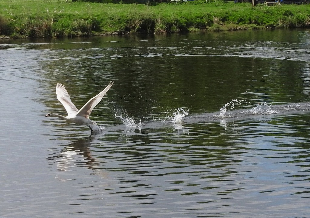 Flight of the Swan by oldjosh