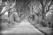 4th May 2016 - The Dark Hedges